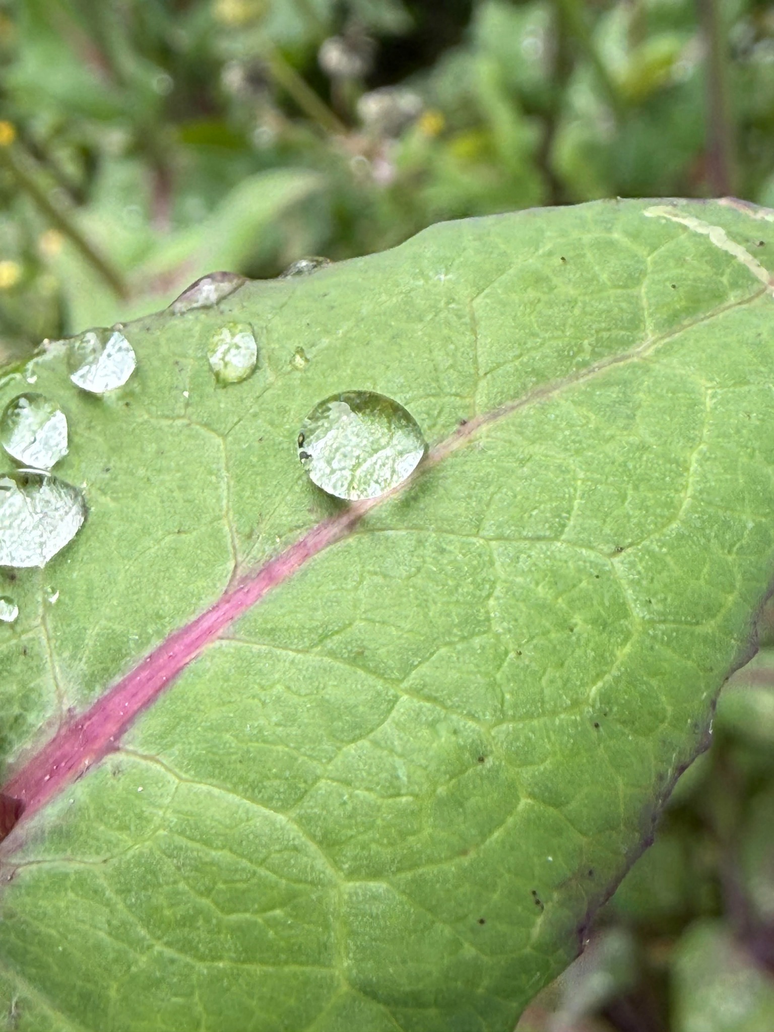 A clear raindrop balanced on a curved green leaf.