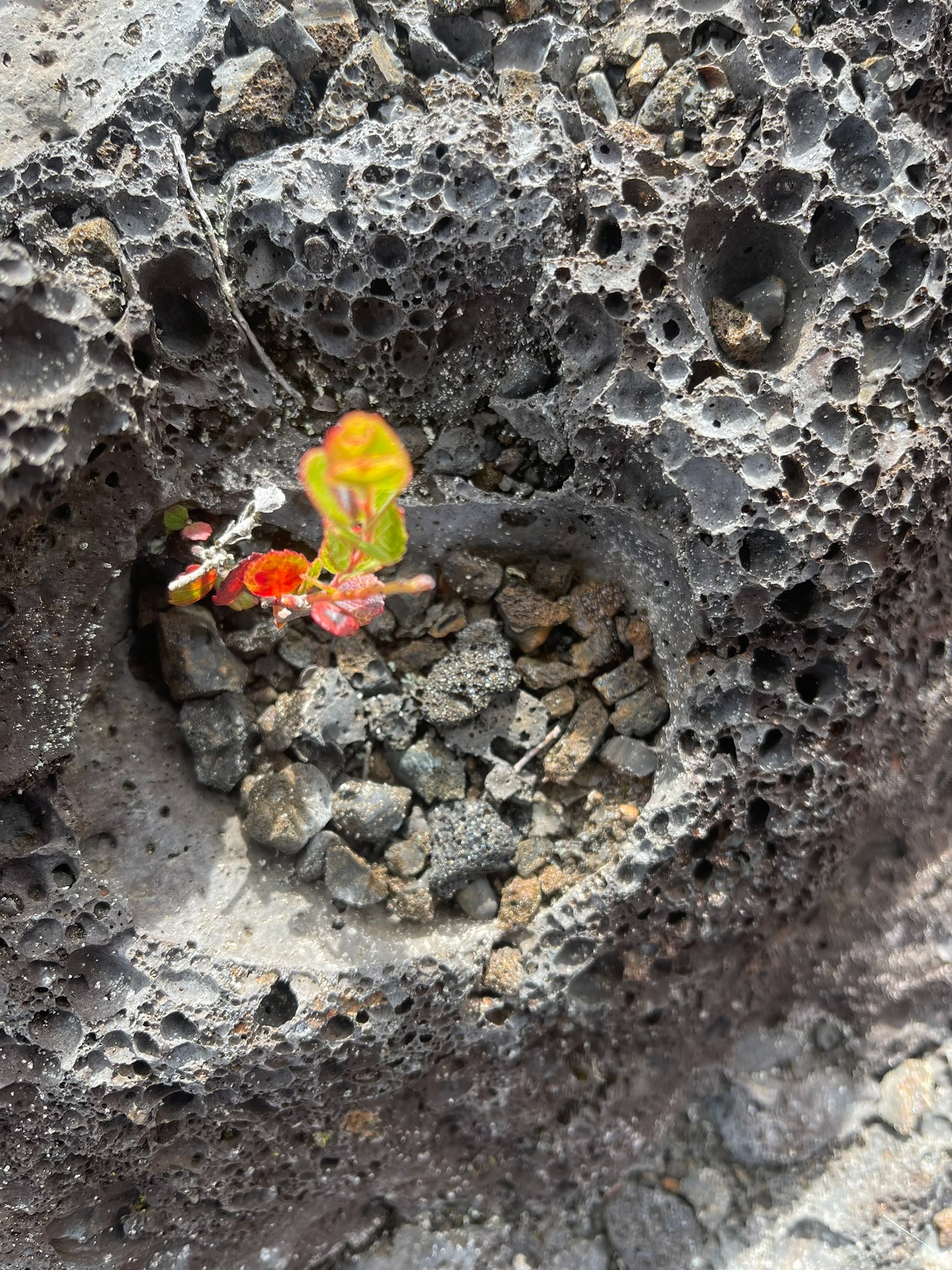 A small plant emerging from hardened black lava.