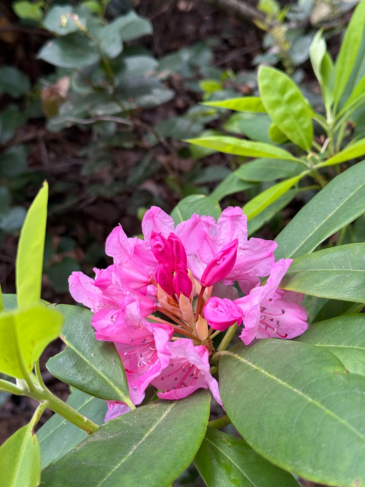A vivid pink rhododendron bloom.