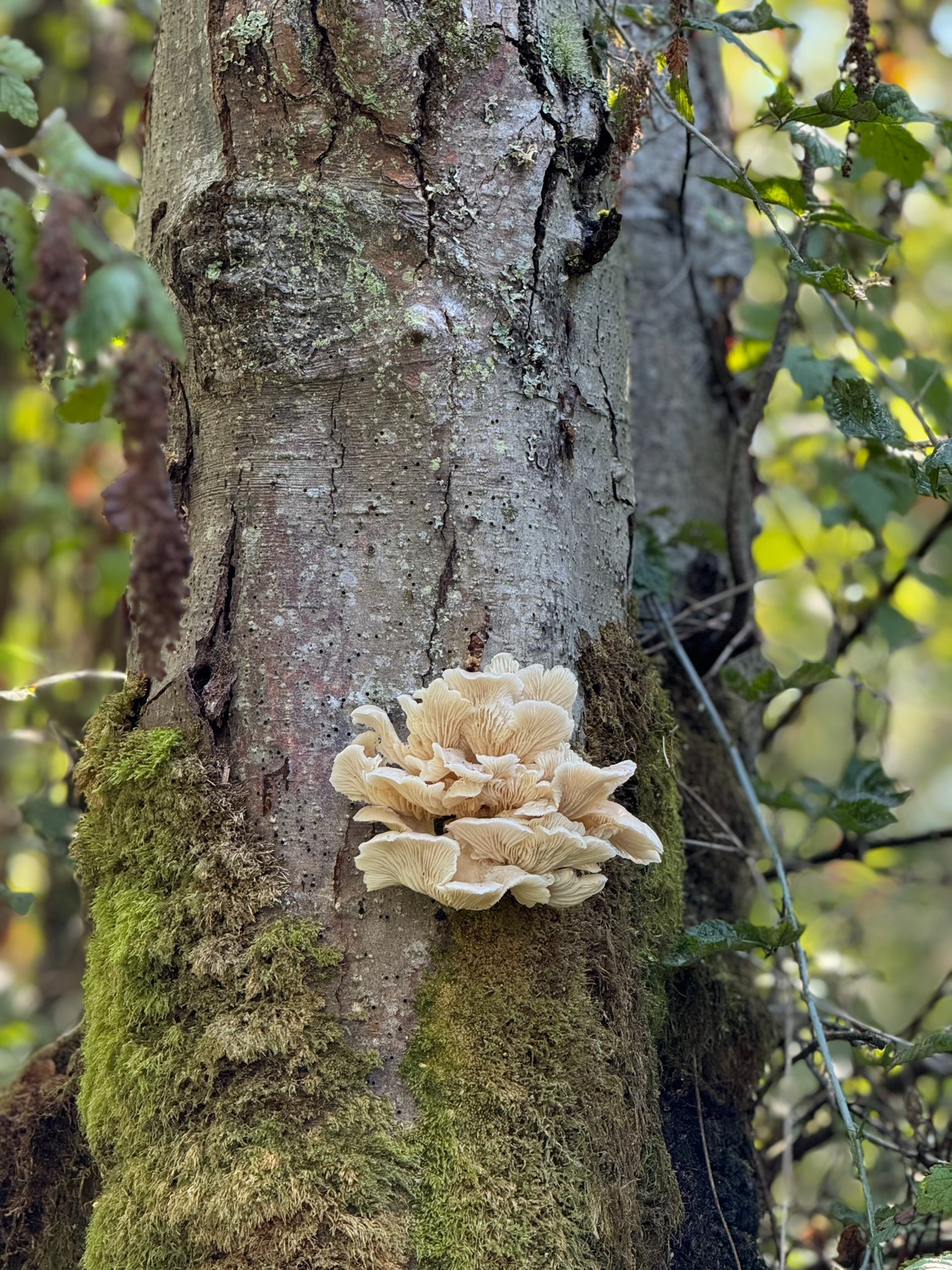Pale mushrooms growing from a moss-covered tree trunk.
