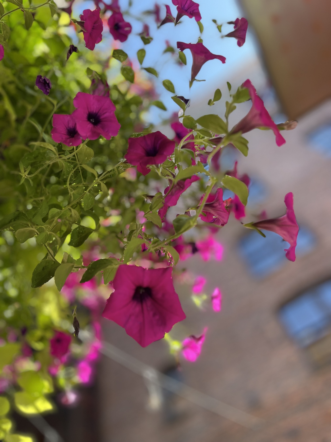 Bright pink flowers outside.